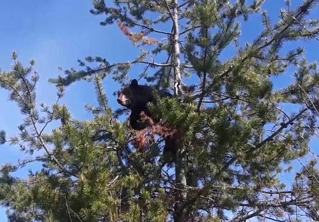 ŁAJKA ZACHODNIOSYBERYJSKA REPRODUKTOR POLOWANY W KANADZIE