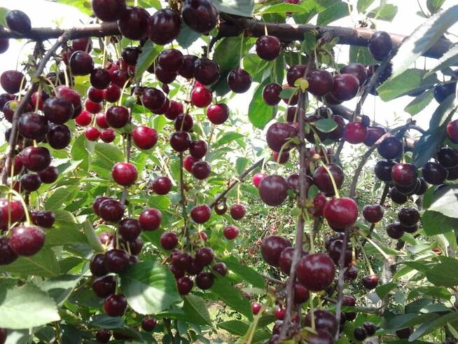 WIŚNIE najlepsza odmiana ŁUTÓWKA w dobrej cenie!