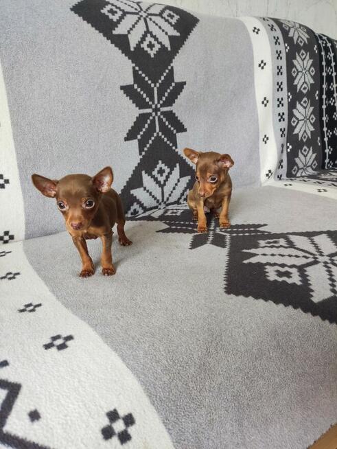 Pinczerki miniaturowe