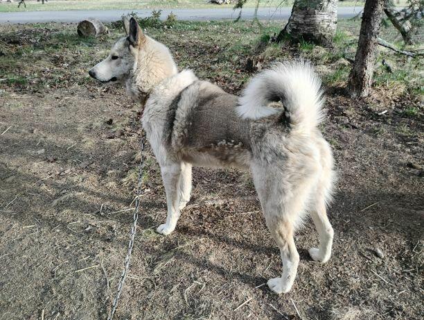 ŁAJKA ZACHODNIOSYBERYJSKA REPRODUKTOR POLOWANY W KANADZIE