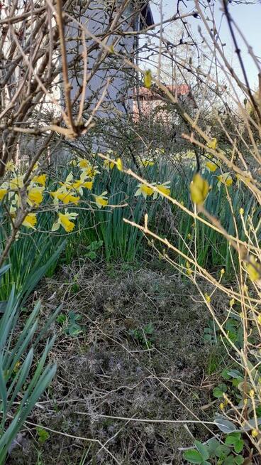 Działka ROD Szczecin