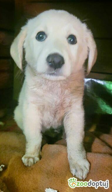API - mały szczeniak w typie labradora szuka domu