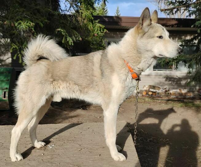 ŁAJKA ZACHODNIOSYBERYJSKA REPRODUKTOR POLOWANY W KANADZIE