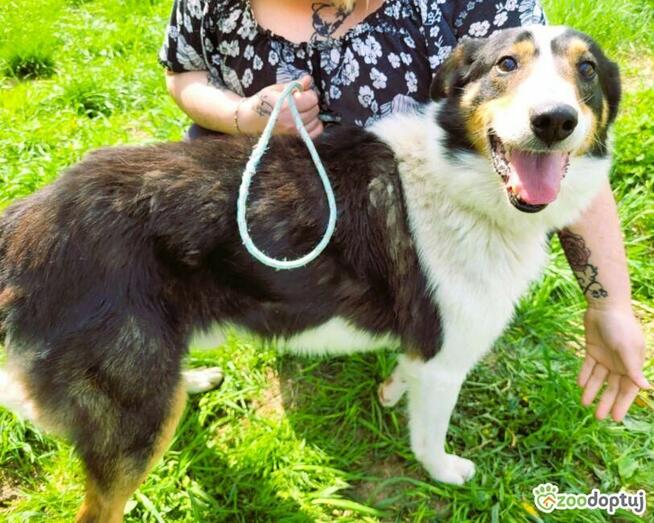BOGUŚ - kochany psiak w typie szkocki collie szuka domu
