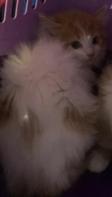 Syberyjskie puchate kocurki