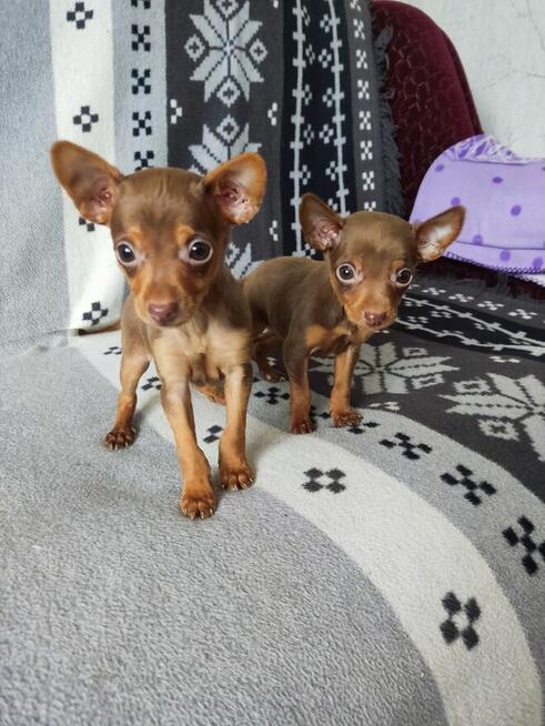 Pinczerki miniaturowe