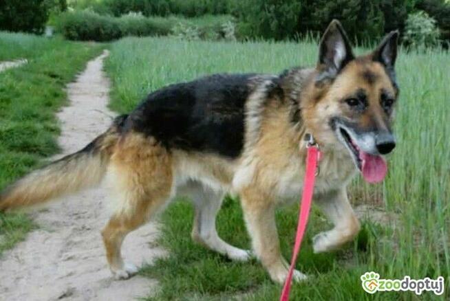 LULU - kochana sunia w typie owczarka za kratami, URATUJ!