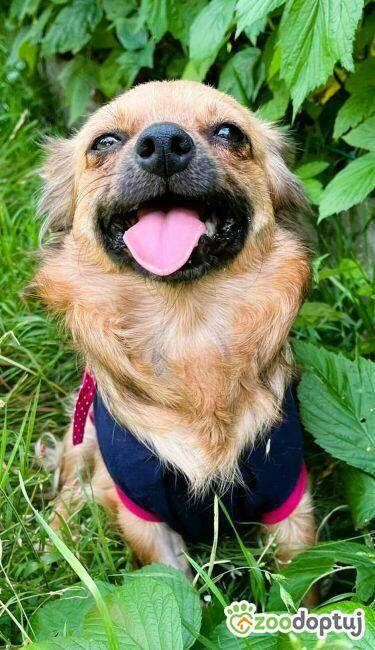 DODZIA - maleńka sunia szuka najlepszego domu