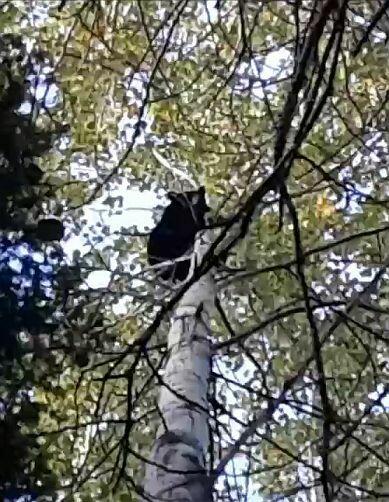 ŁAJKA ZACHODNIOSYBERYJSKA REPRODUKTOR POLOWANY W KANADZIE