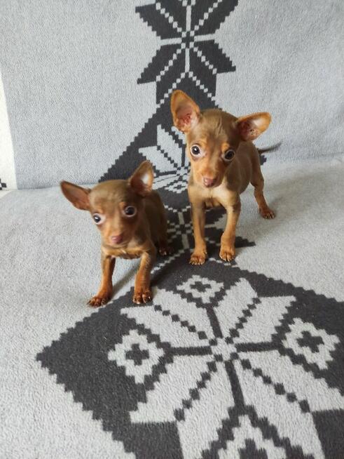 Pinczerki miniaturowe