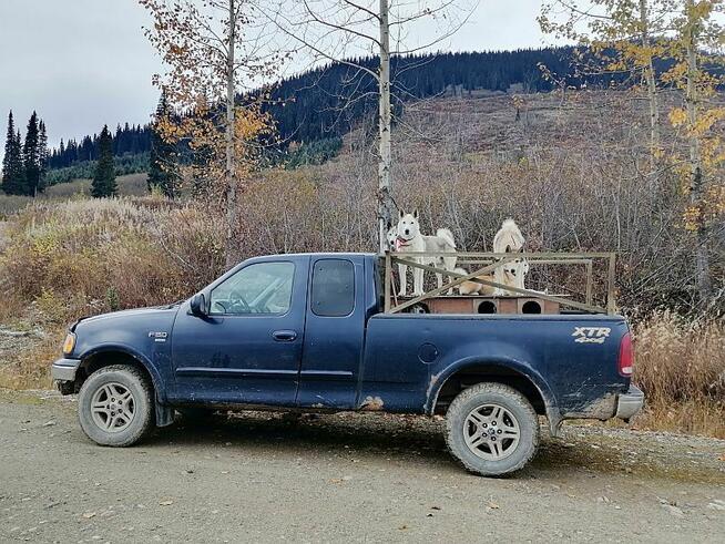 ŁAJKA ZACHODNIOSYBERYJSKA REPRODUKTOR POLOWANY W KANADZIE