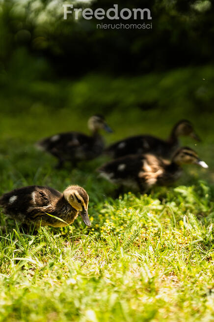 Kleszczewo - bliźniak z linią brzegową na swjm