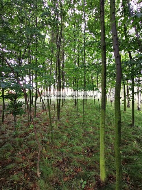 OgrodzonaDziałka budowlana z nasadzeniami i prądem