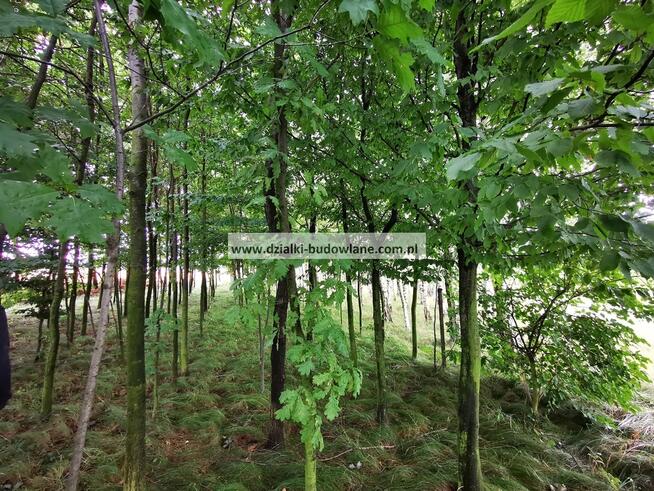 OgrodzonaDziałka budowlana z nasadzeniami i prądem