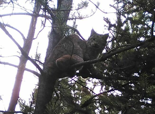 ŁAJKA ZACHODNIOSYBERYJSKA REPRODUKTOR POLOWANY W KANADZIE