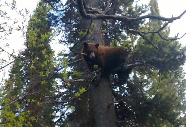 ŁAJKA ZACHODNIOSYBERYJSKA REPRODUKTOR POLOWANY W KANADZIE
