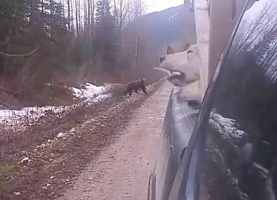 ŁAJKA ZACHODNIOSYBERYJSKA REPRODUKTOR POLOWANY W KANADZIE