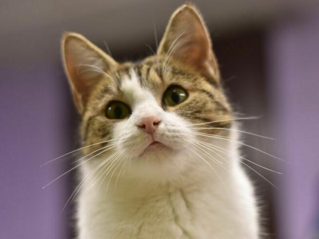 Myszka szuka domu !!