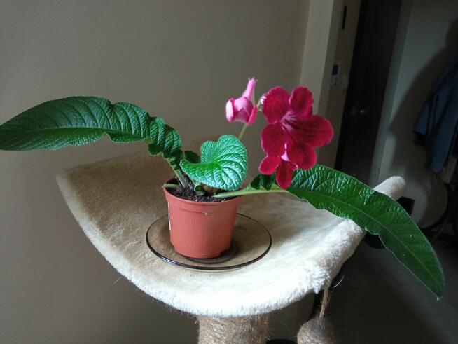 A może żyworódkę lub...