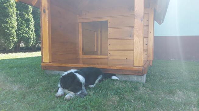 Buda Dla Psa Z Tarasem