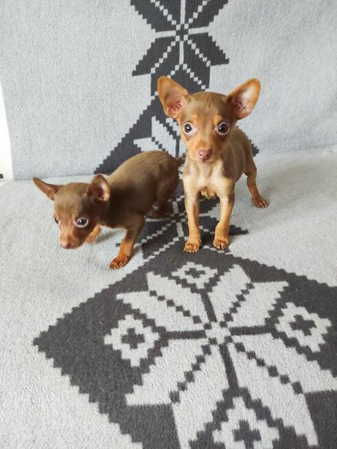 Pinczerki miniaturowe