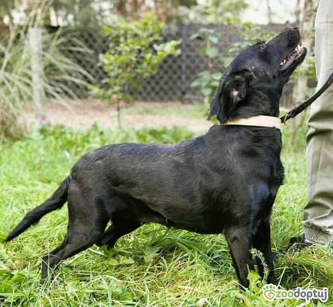 JOY - cudowna, wesoła sunia szuka domu