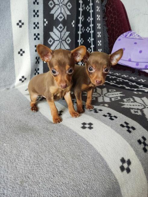 Pinczerki miniaturowe