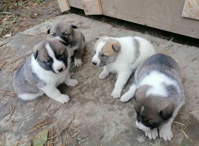 ŁAJKA ZACHODNIOSYBERYJSKA REPRODUKTOR POLOWANY W KANADZIE