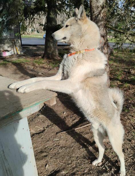 ŁAJKA ZACHODNIOSYBERYJSKA REPRODUKTOR POLOWANY W KANADZIE