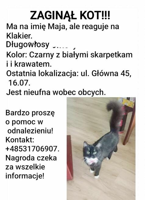 ZAGINĄŁ KOT!!! Bogatynia