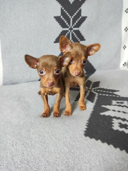 Pinczerki miniaturowe