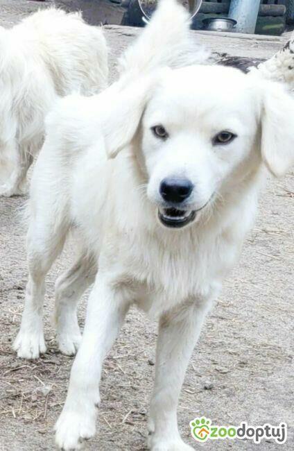 POMOCY - 16 psów PILNIE szuka domów stałych/tymczasowych!