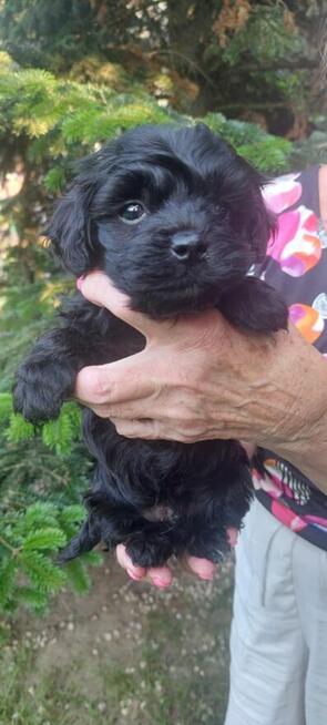 Szczeniaczek chłopiec Rosyjska Bolonka Kolorowa ZKwP FCI