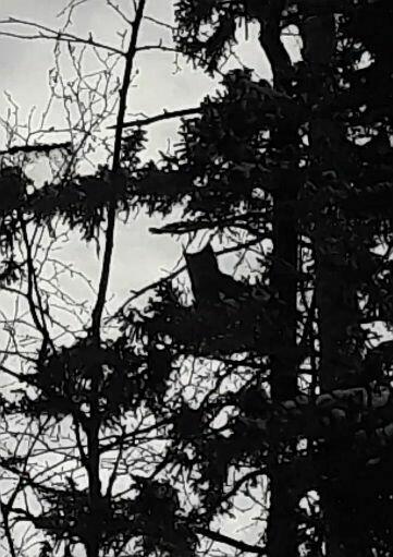 ŁAJKA ZACHODNIOSYBERYJSKA REPRODUKTOR POLOWANY W KANADZIE