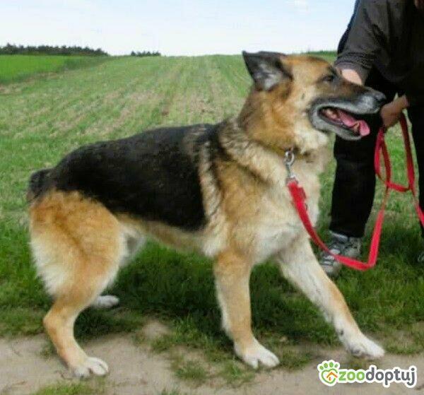 LULU - kochana sunia w typie owczarka za kratami, URATUJ!