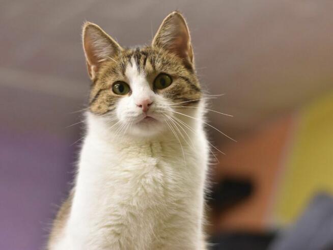 Myszka szuka domu !!