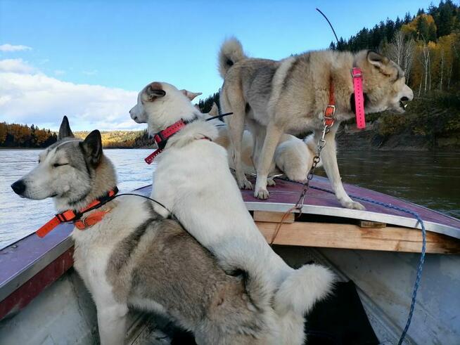 ŁAJKA ZACHODNIOSYBERYJSKA REPRODUKTOR POLOWANY W KANADZIE