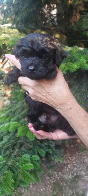 Szczeniaczek chłopiec Rosyjska Bolonka Kolorowa ZKwP FCI