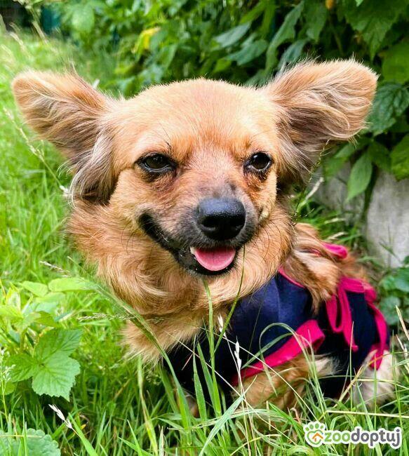 DODZIA - maleńka sunia szuka najlepszego domu