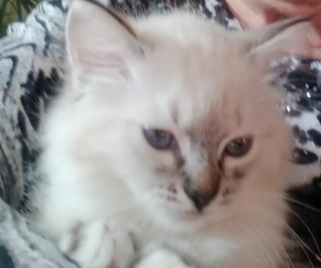 Piękne koty Ragdoll