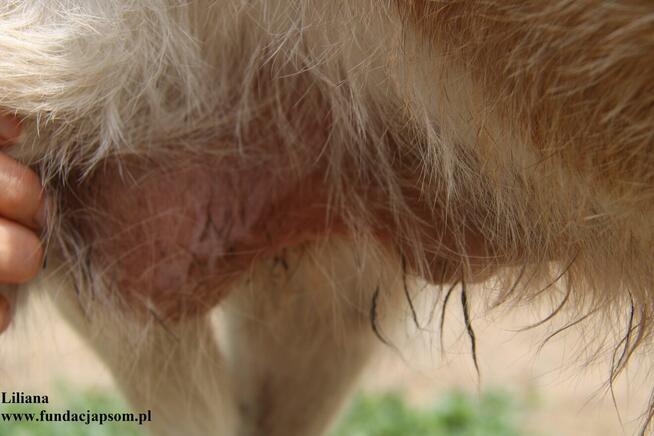 Liliana szuka nowego domku