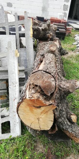 Kłoda pień gruszy