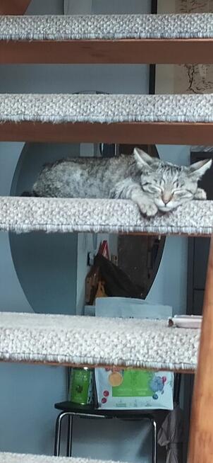 Zagineła mloda kotka