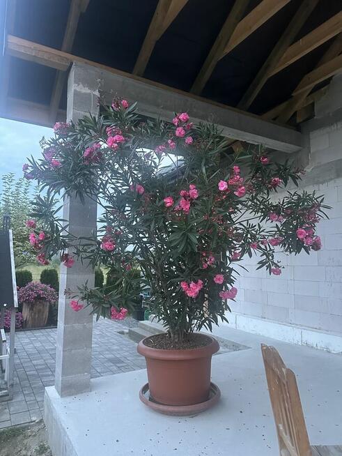 Oleander Rózario o pełnych pachących kwiatach