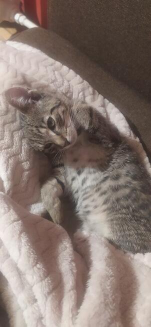 Zagineła mloda kotka