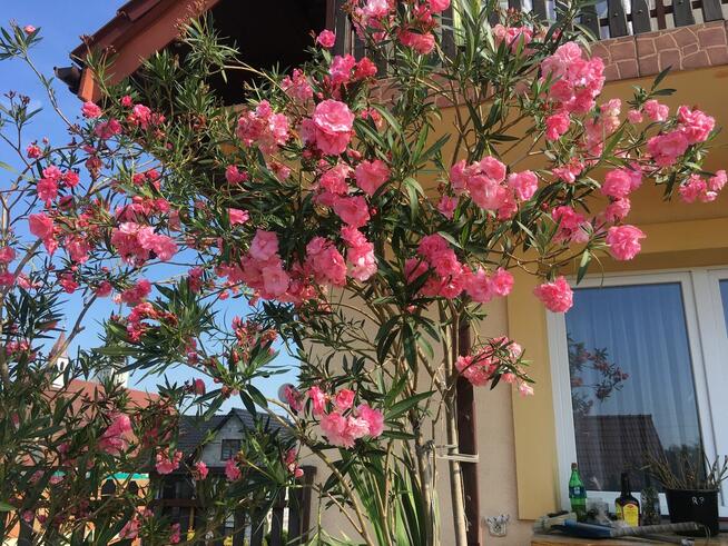 Oleander Rózario o pełnych pachących kwiatach