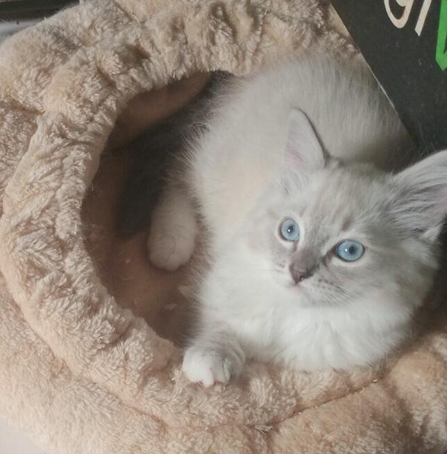 Piękne koty Ragdoll