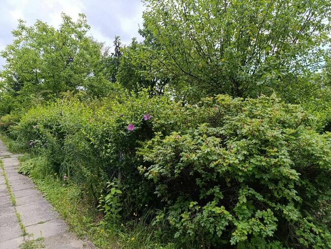 Działka ROD Sasanka Warszawa