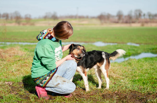 Lewel - przyjazny tricolor szuka domu!
