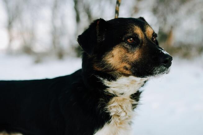 Lewel - przyjazny tricolor szuka domu!
